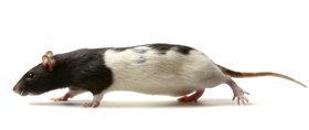 rodent extermination